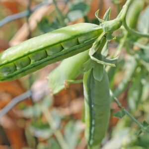 pea, seed pod, plant, nature, legumes, vegetable, pisum sativum, seeds, organic, natural, garden, closeup, snap pea