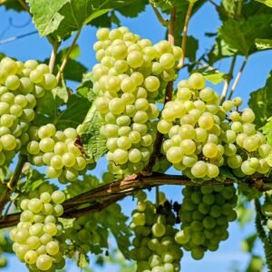 grapes, vines, grapevine, vineyard, fruits, organic, produce, harvest, viticulture, winegrowing, rebstock, cultivation, farming, agriculture, nature, green grapes, ripe, ripe grapes, healthy, vineyard, vineyard, vineyard, fruits, fruits, fruits, fruits, fruits, harvest, farming, farming, farming, agriculture, agriculture, agriculture, agriculture