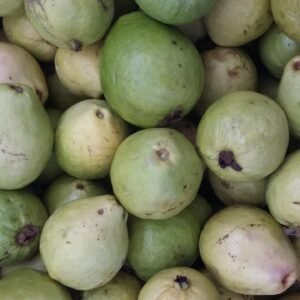 irrigated fruitculture, guava, northeastern hinterland, brazil, guava, guava, guava, guava, guava